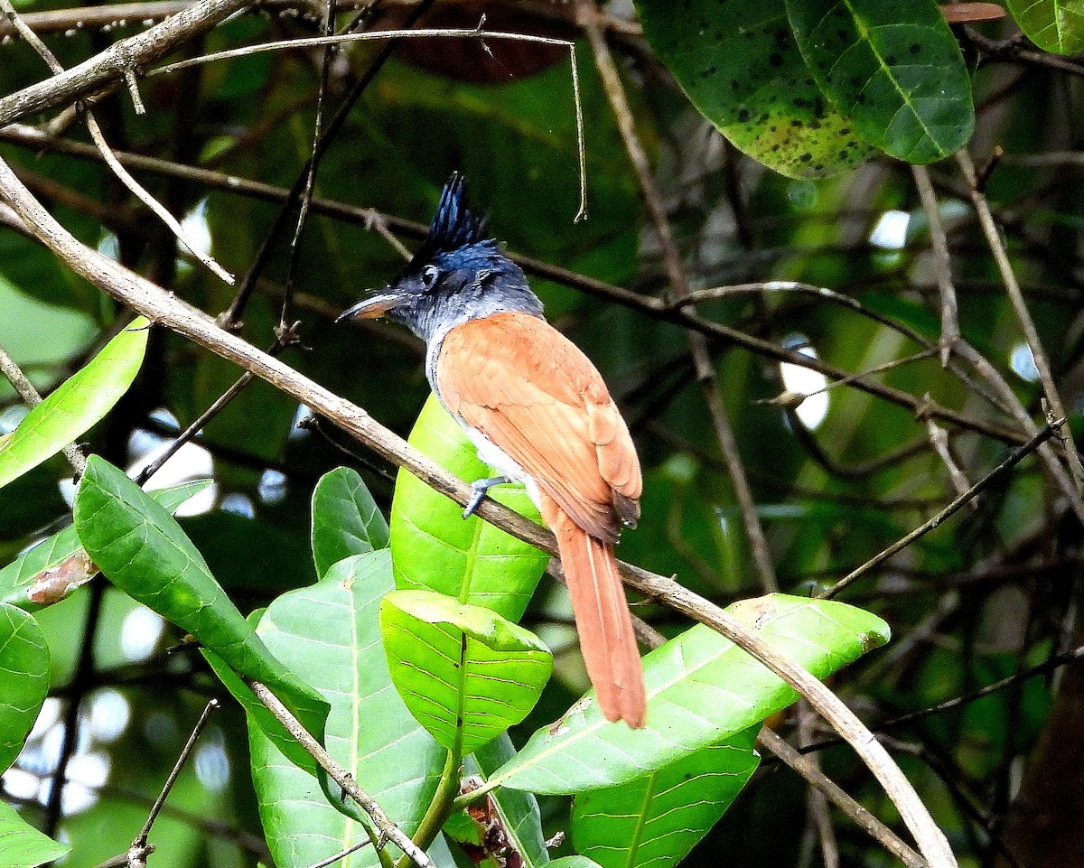 Indian Paradise-Flycatcher - ML645492543