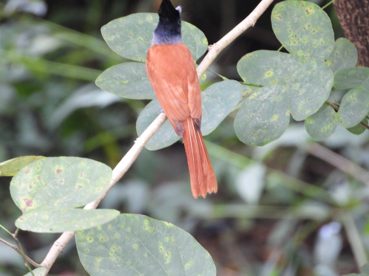 Indian Paradise-Flycatcher - ML645492544