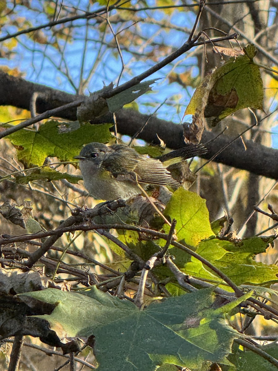 Горихвостковая древесница - ML645492559