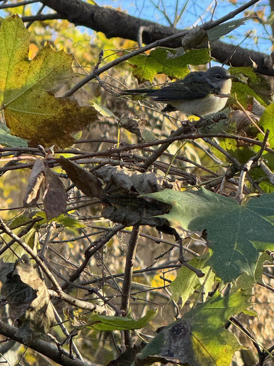 Горихвостковая древесница - ML645492560