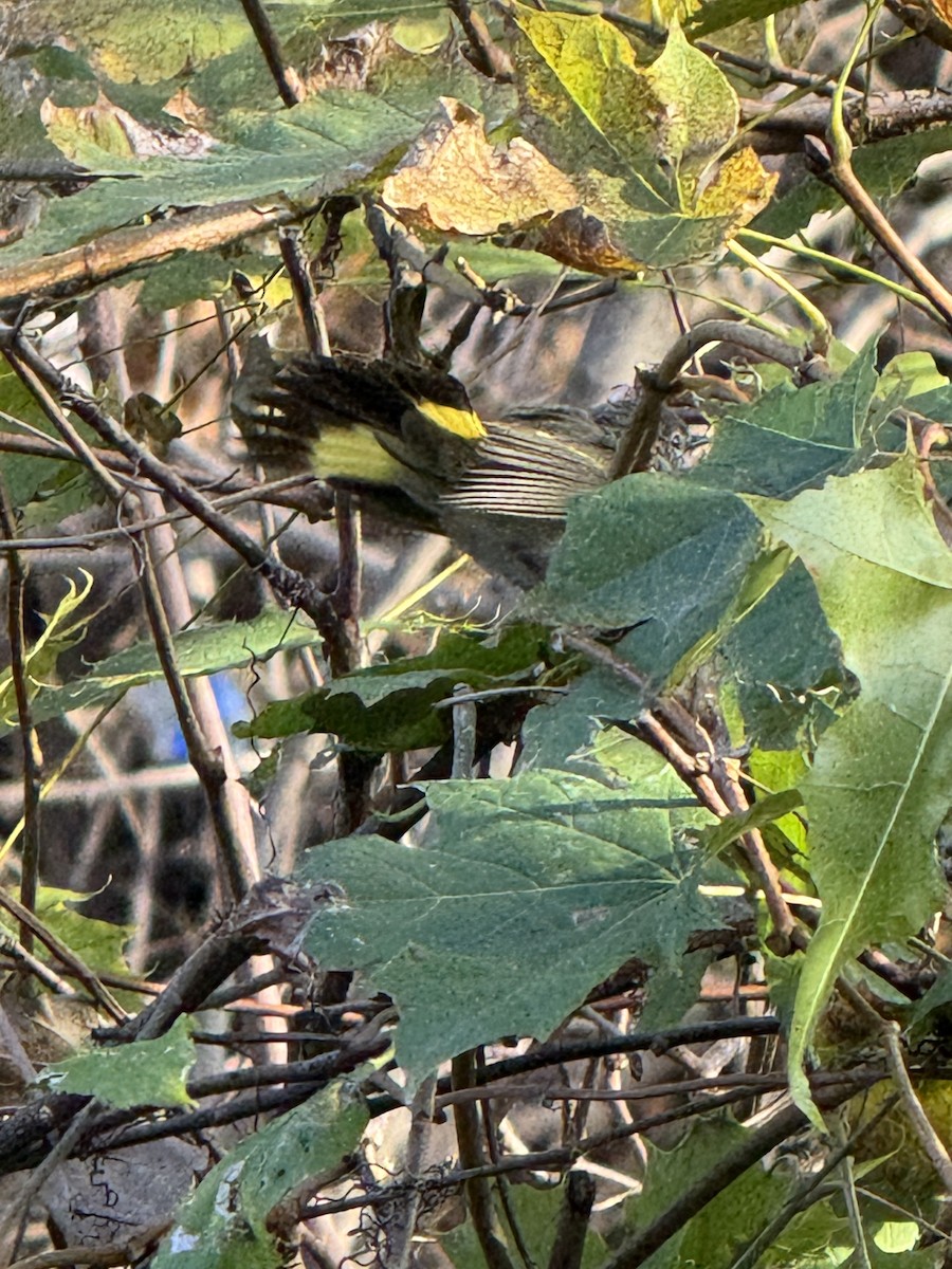 Горихвостковая древесница - ML645492561