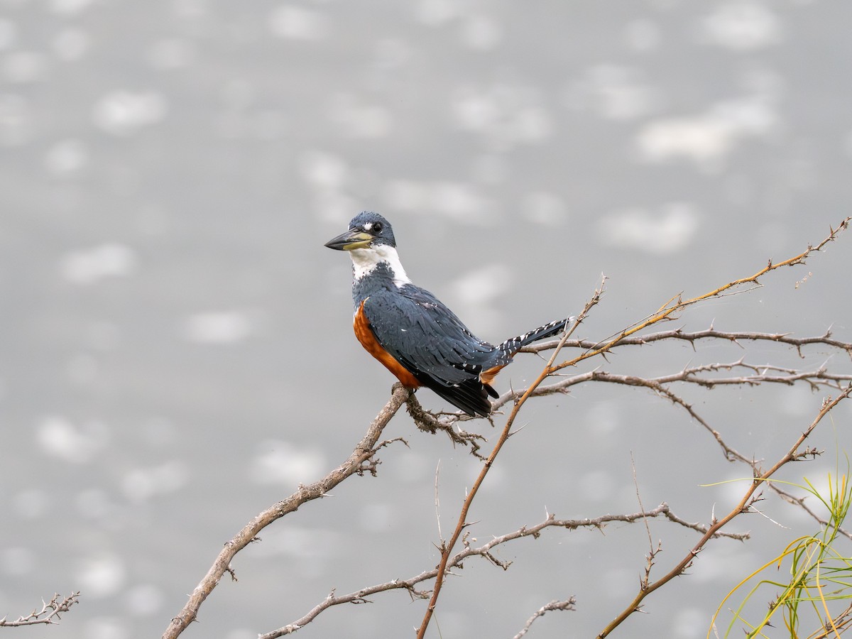 Ringed Kingfisher - ML645492562