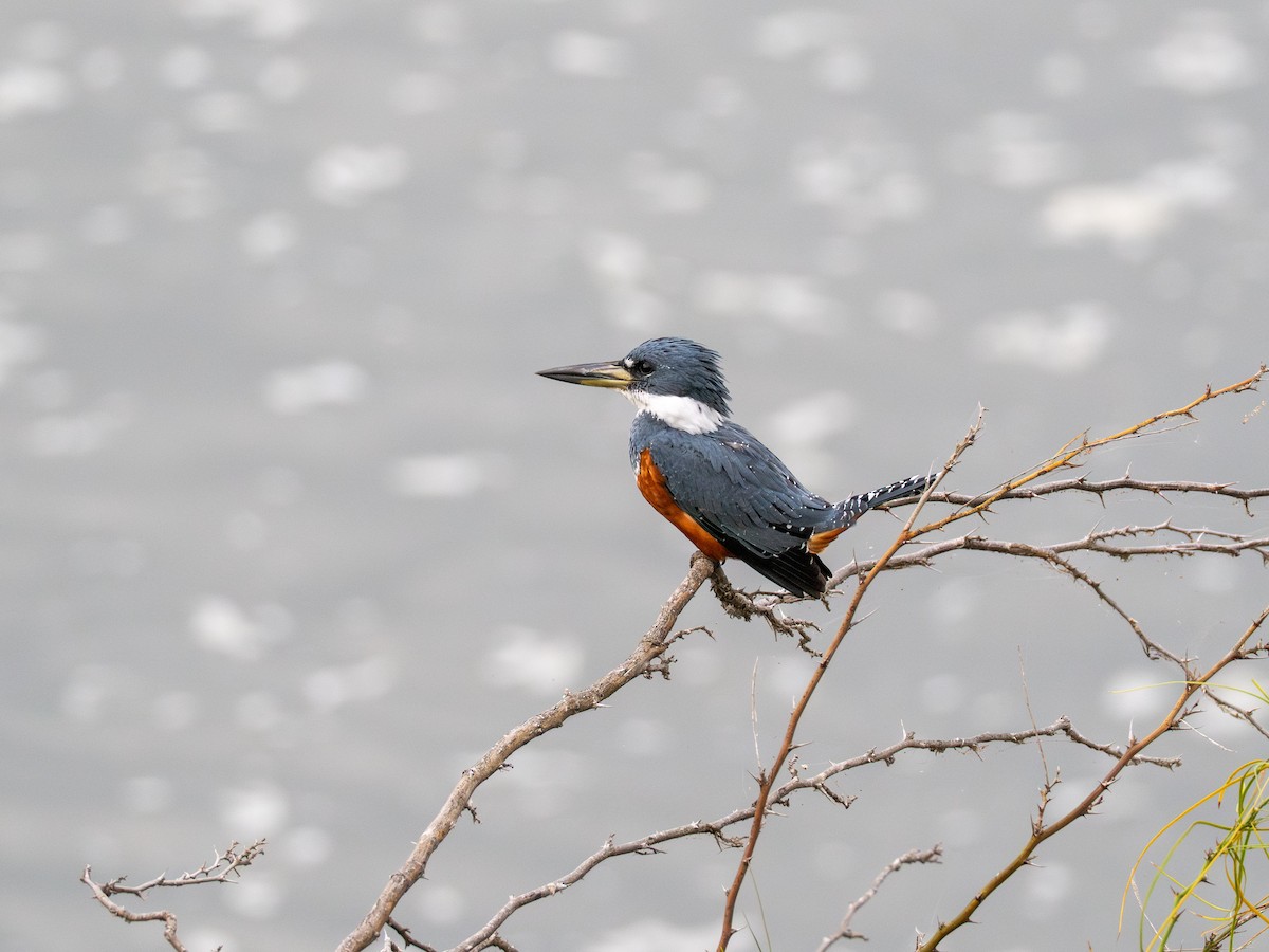 Ringed Kingfisher - ML645492563