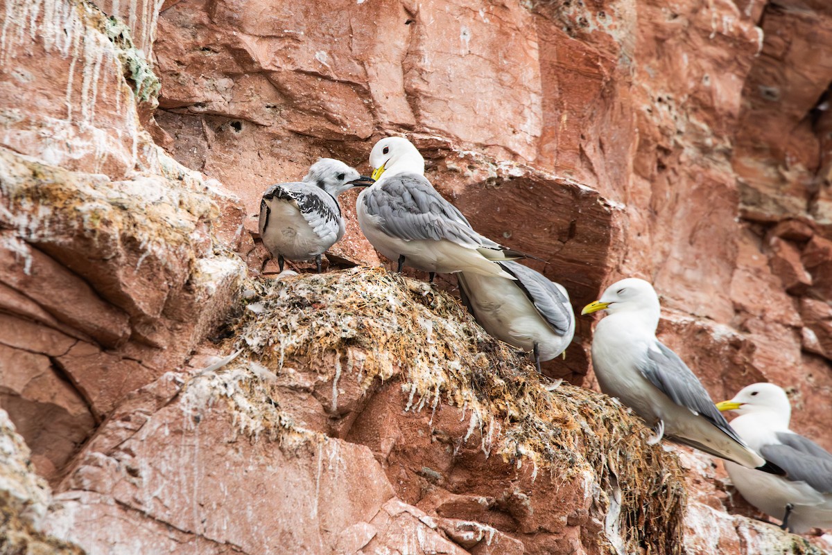 krykkje - ML645492566