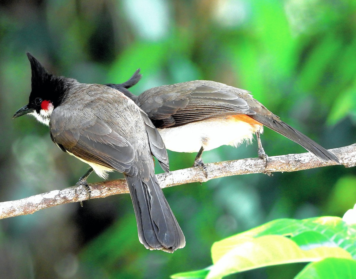 Red-whiskered Bulbul - ML645492568
