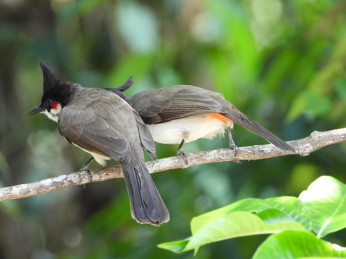Red-whiskered Bulbul - ML645492569