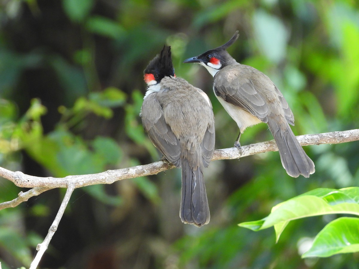Red-whiskered Bulbul - ML645492570