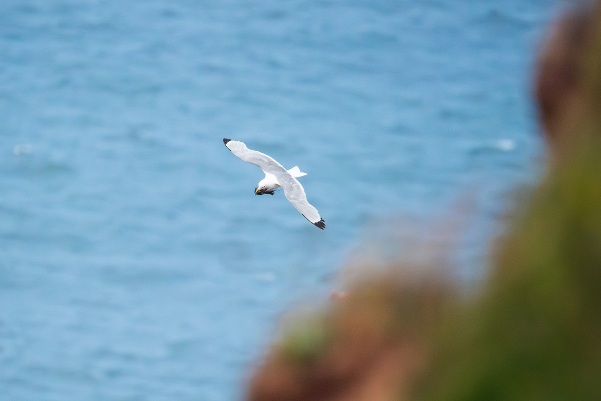 krykkje - ML645492572