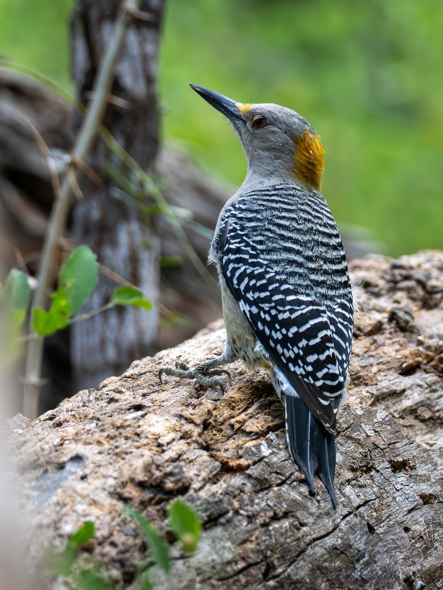 Golden-fronted Woodpecker - ML645492573