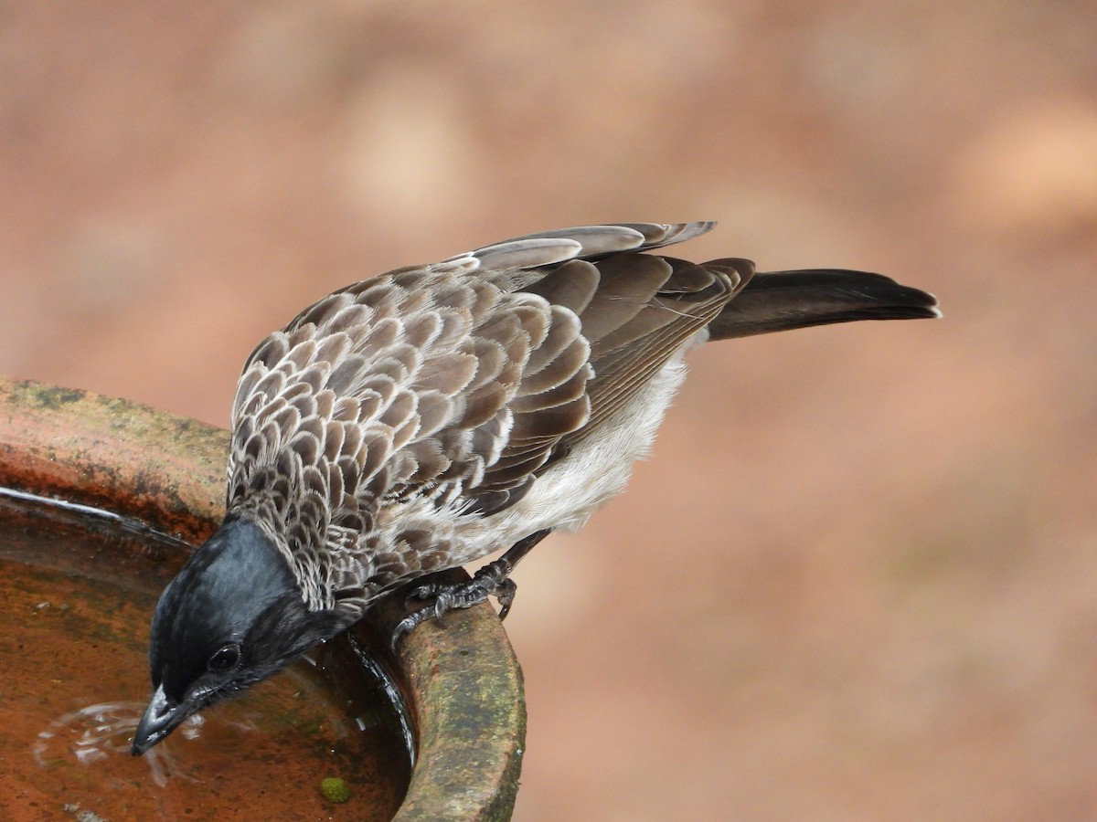 Red-vented Bulbul - ML645492576