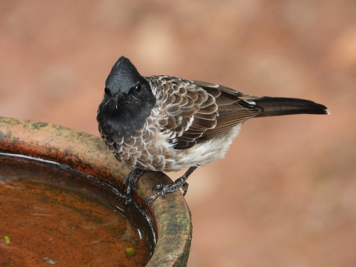 Red-vented Bulbul - ML645492577