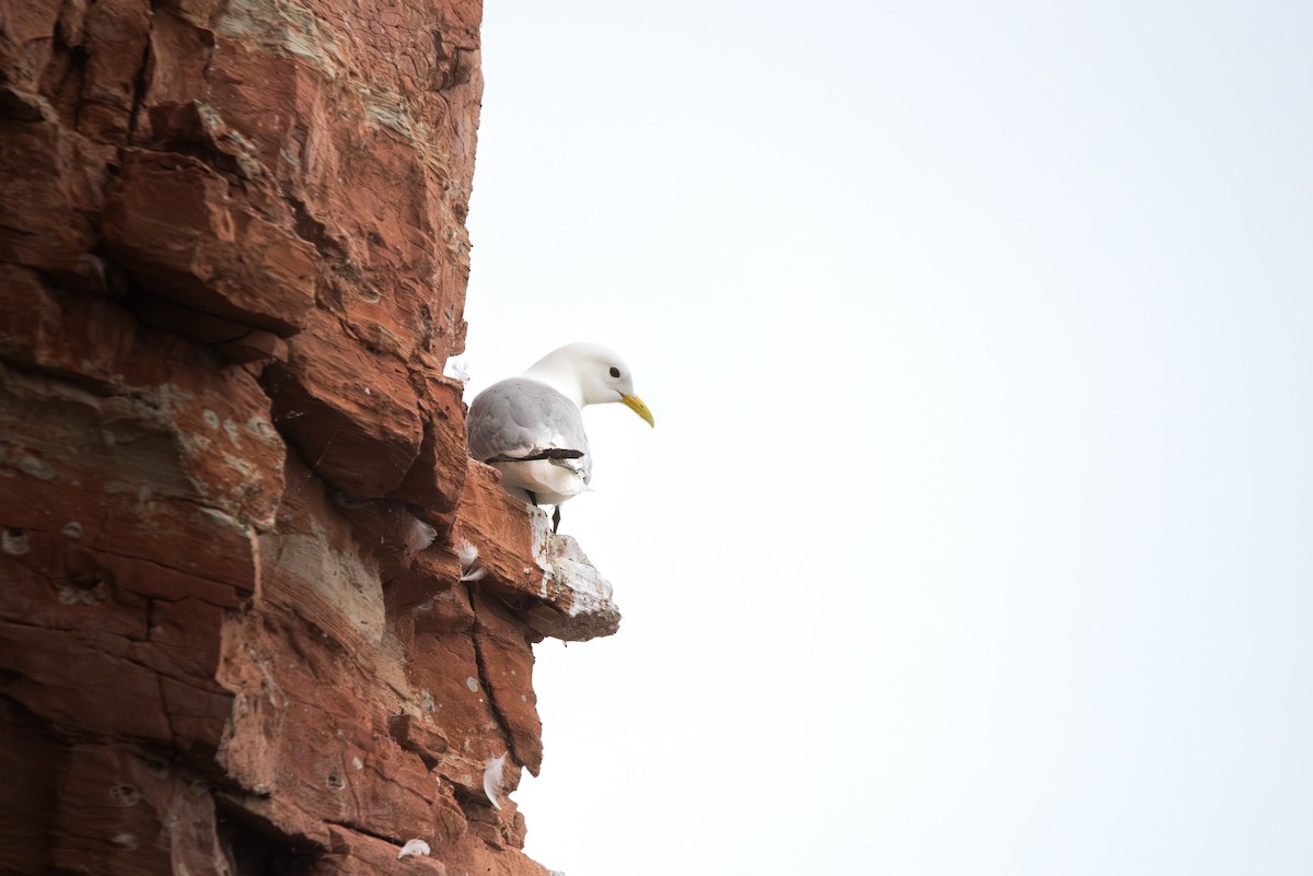 krykkje - ML645492578