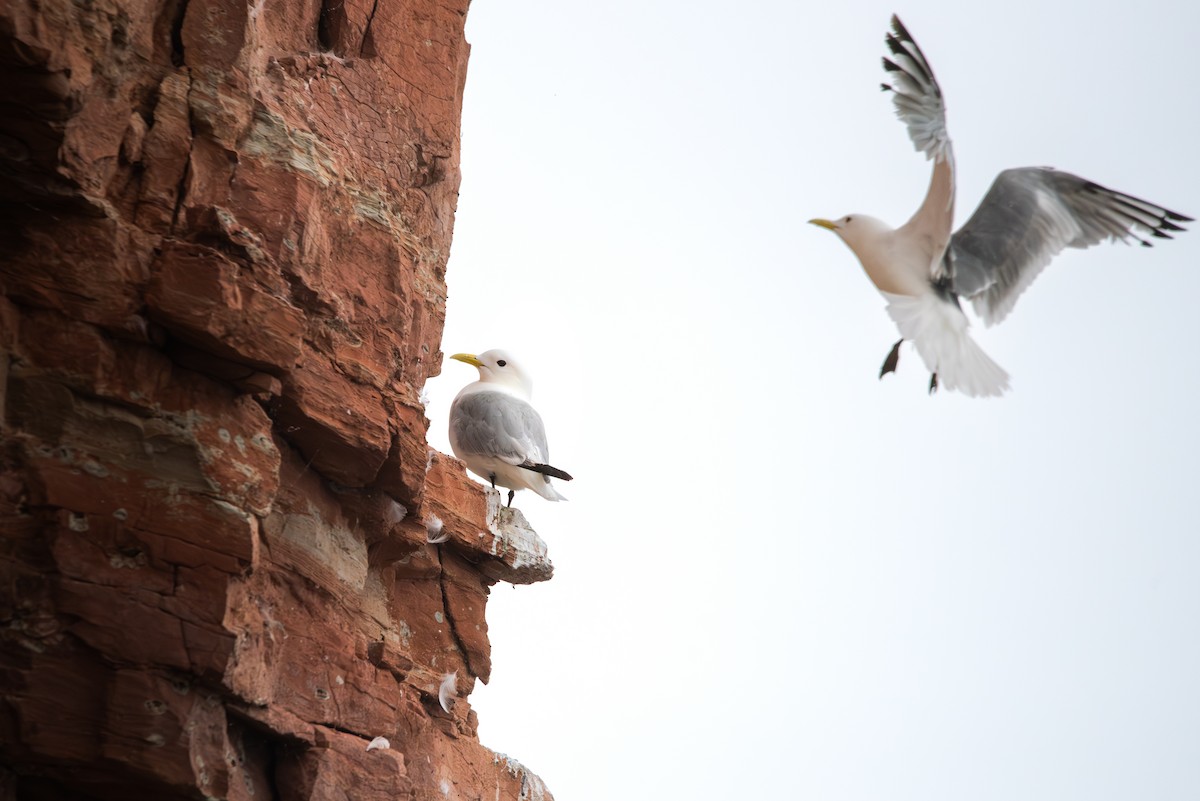 krykkje - ML645492579