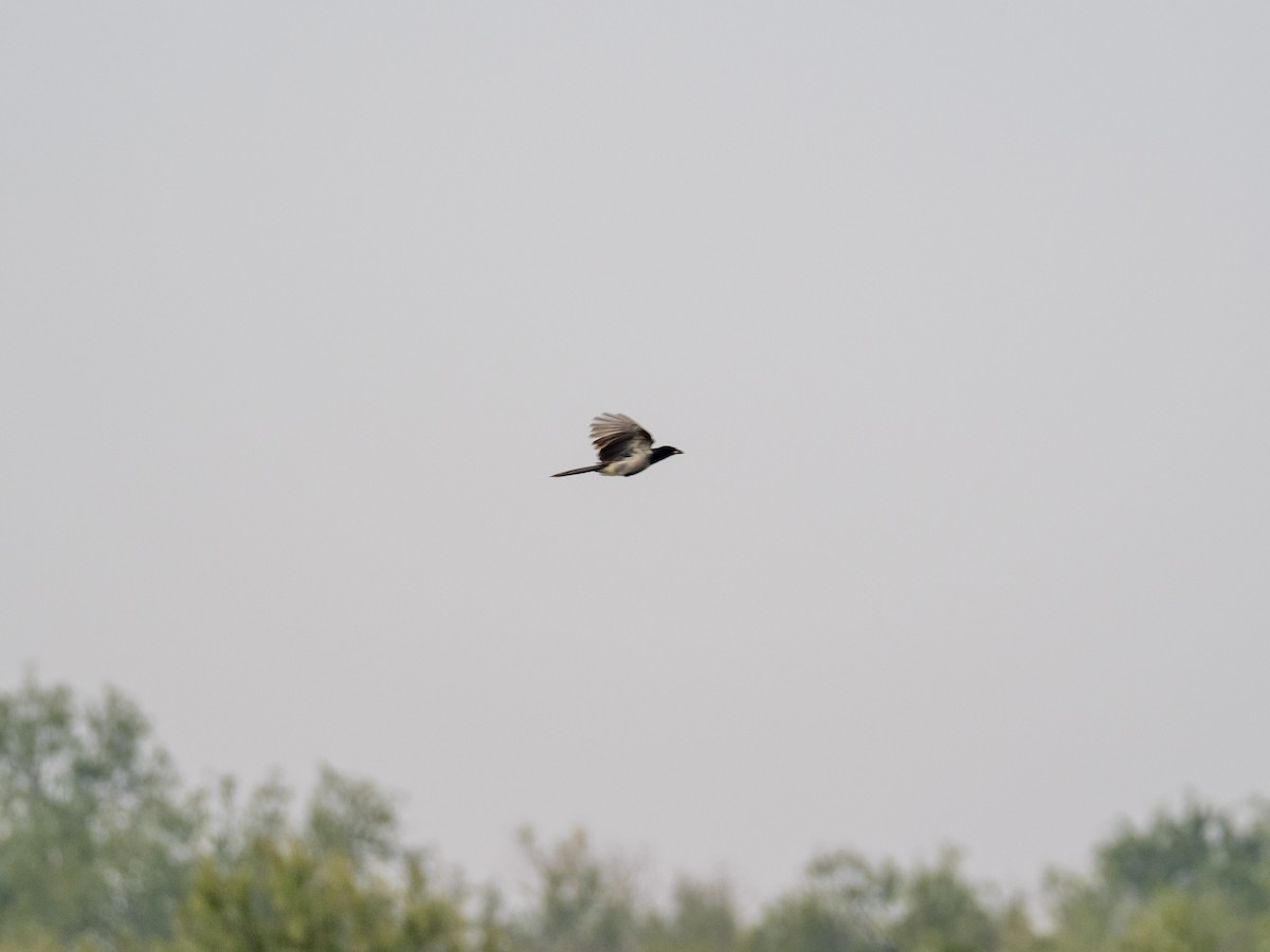 Brown Jay - ML645492584