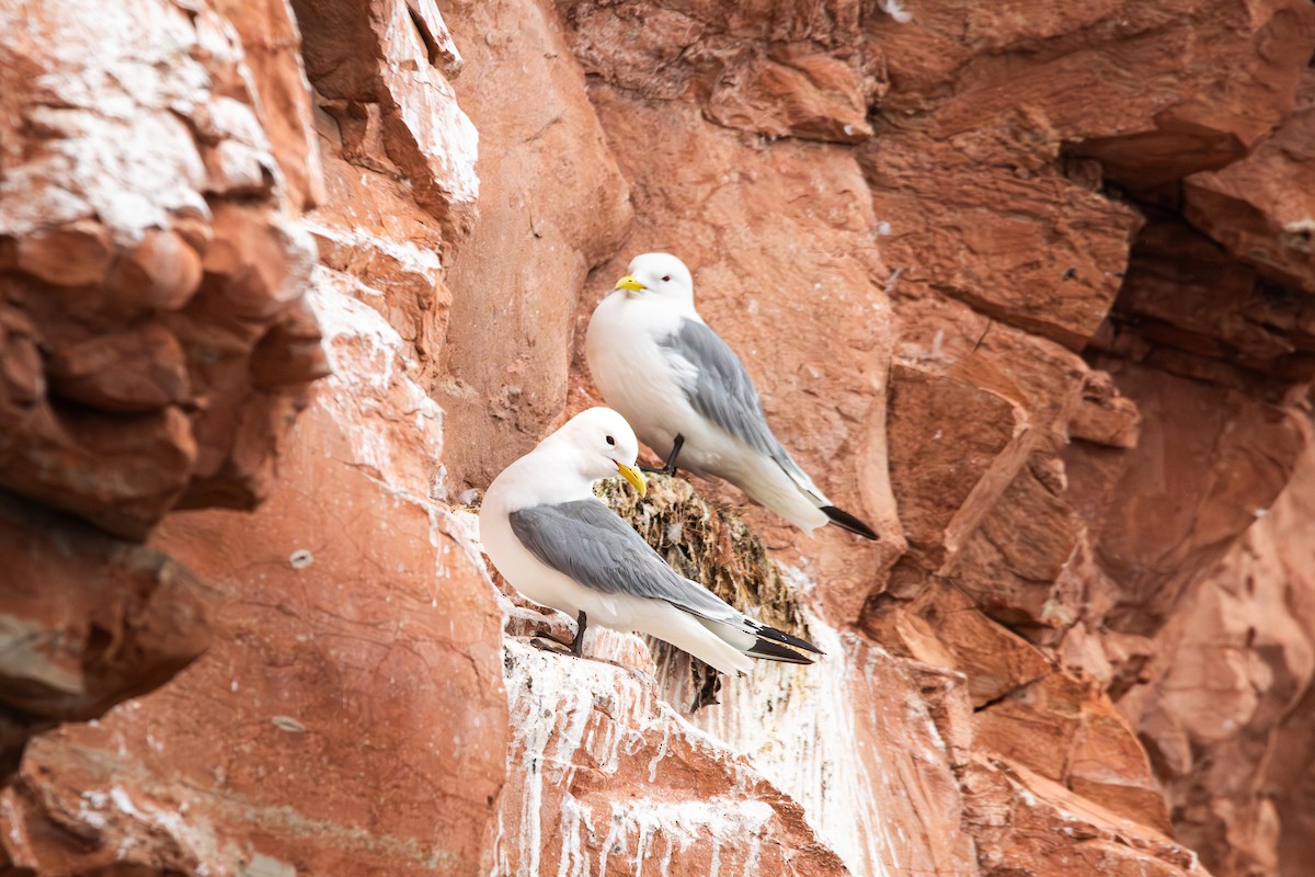 krykkje - ML645492585