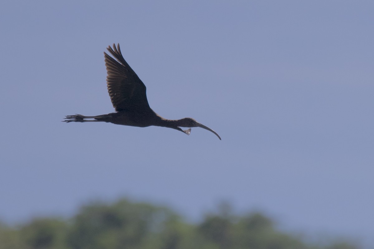 Glossy Ibis - ML645492586