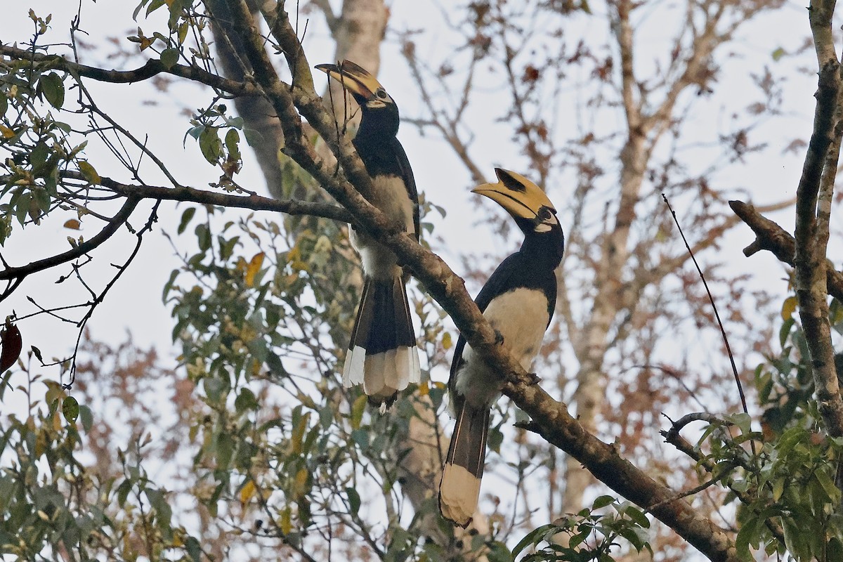 Oriental Pied-Hornbill - ML645492587