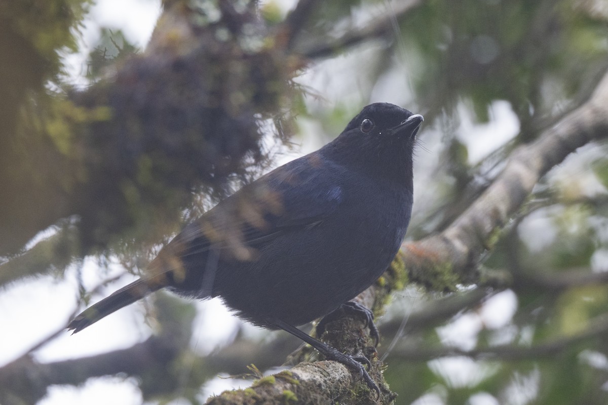 Sri Lanka Whistling-Thrush - ML645492588