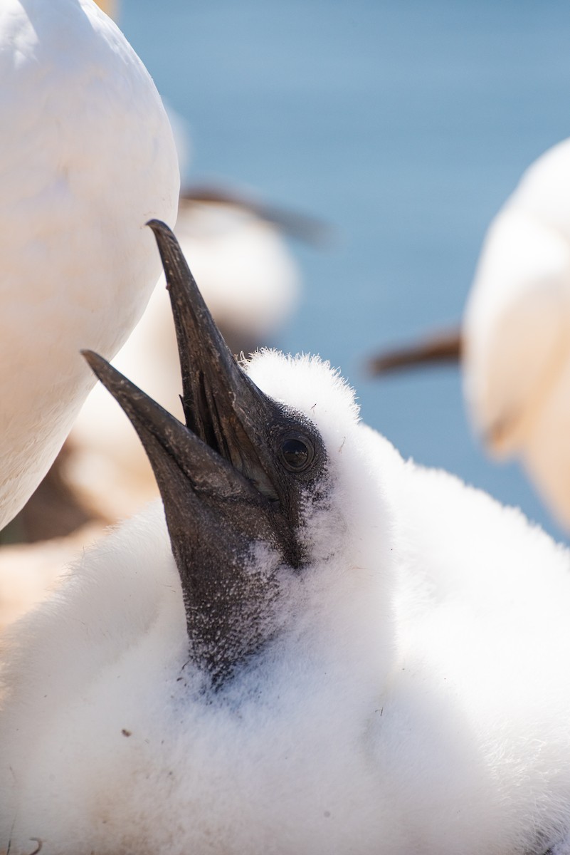Northern Gannet - ML645492594