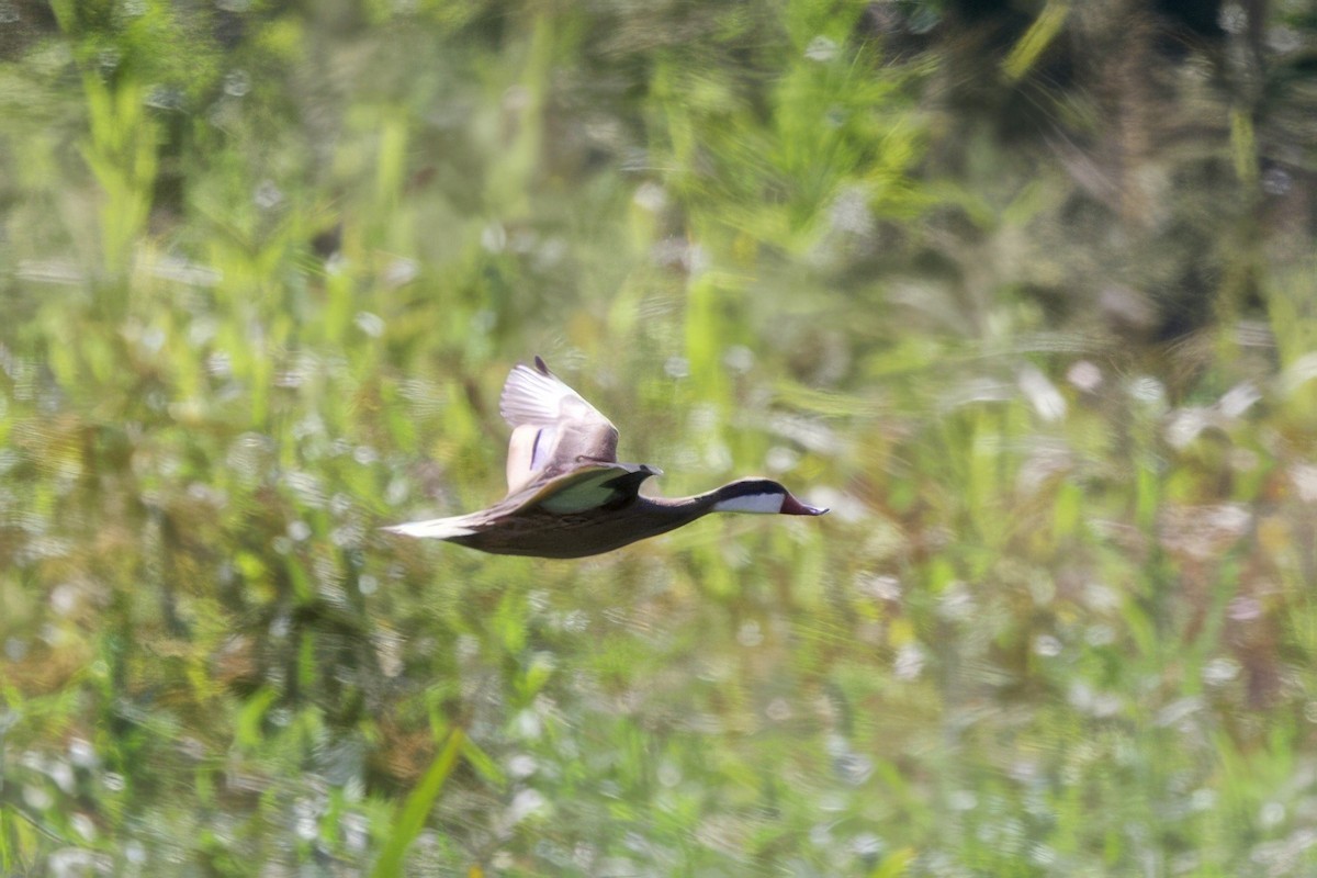 Bahamaente - ML645492595