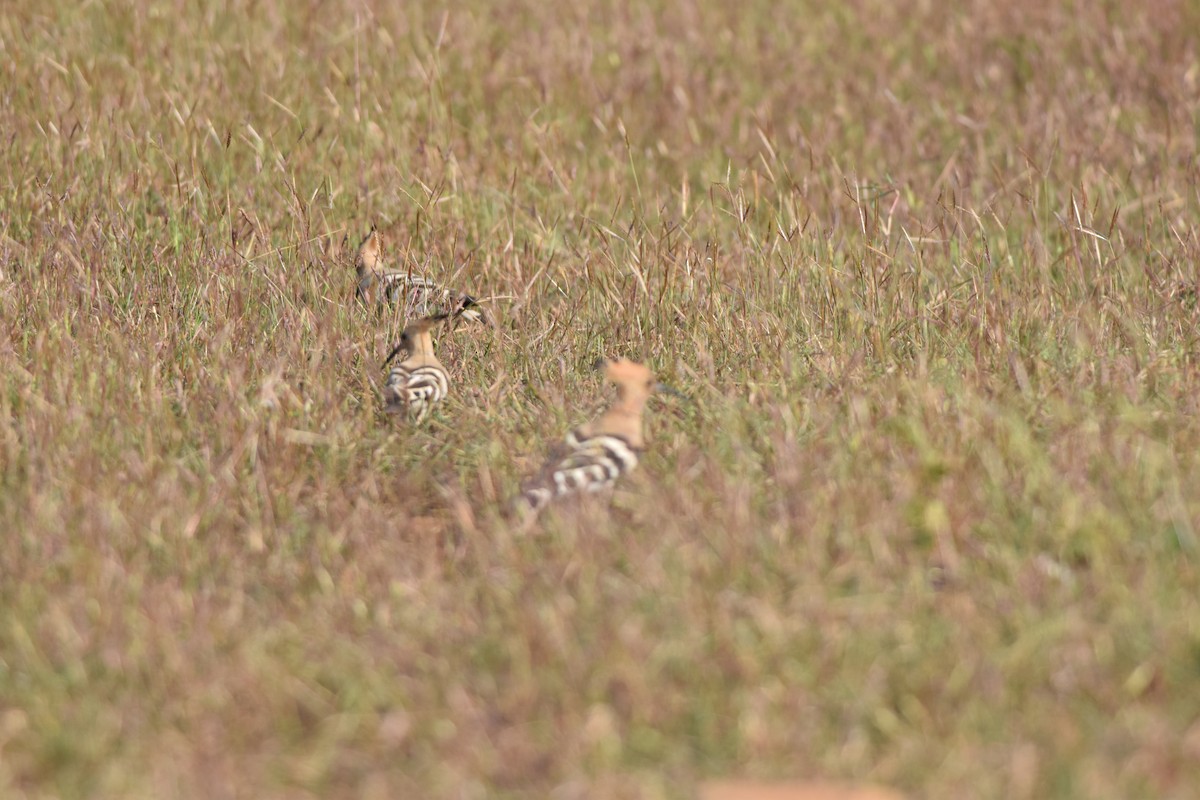 Common Hoopoe - ML645492597