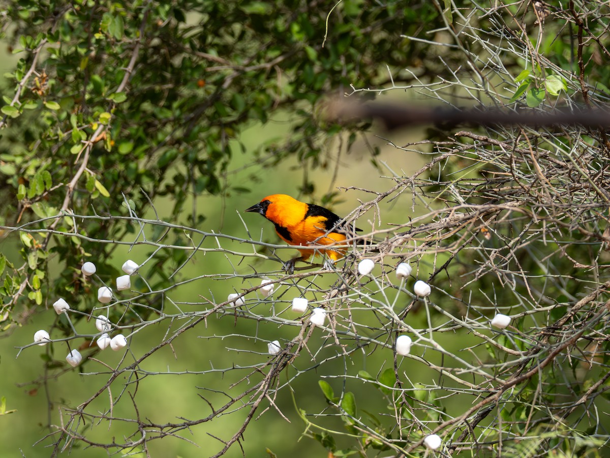 Altamira Oriole - ML645492598