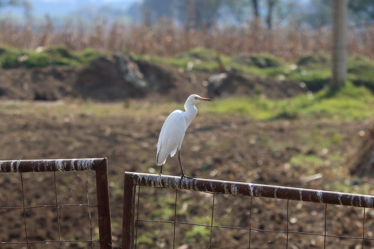 Western Cattle-Egret - ML645492599