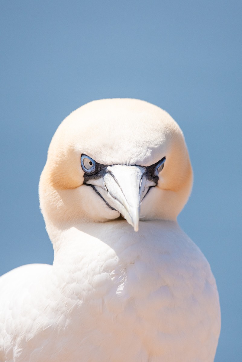 Northern Gannet - ML645492600