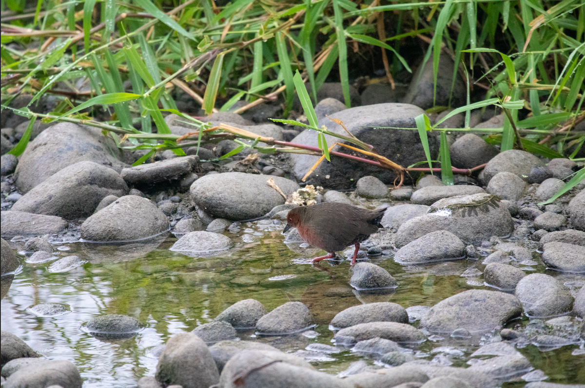 Ruddy-breasted Crake - ML645492602