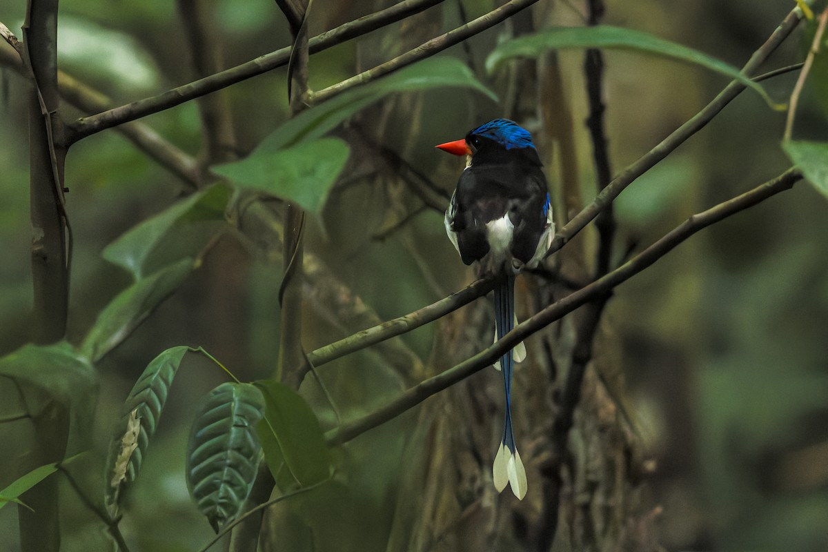 Common Paradise-Kingfisher - ML645492603