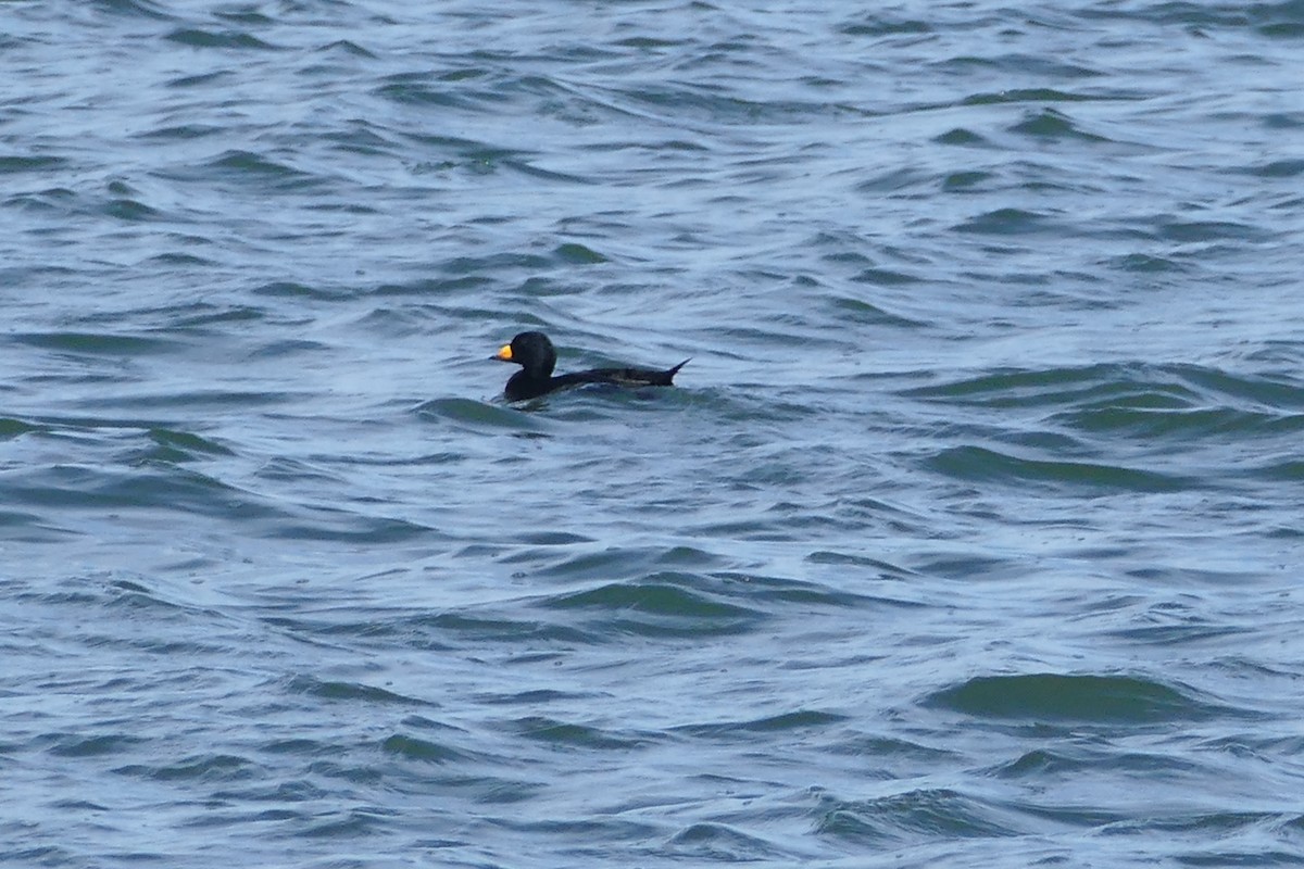 Black Scoter - ML645492607