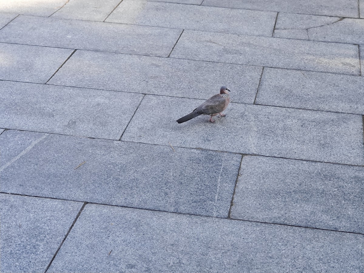 Spotted Dove - ML645492609