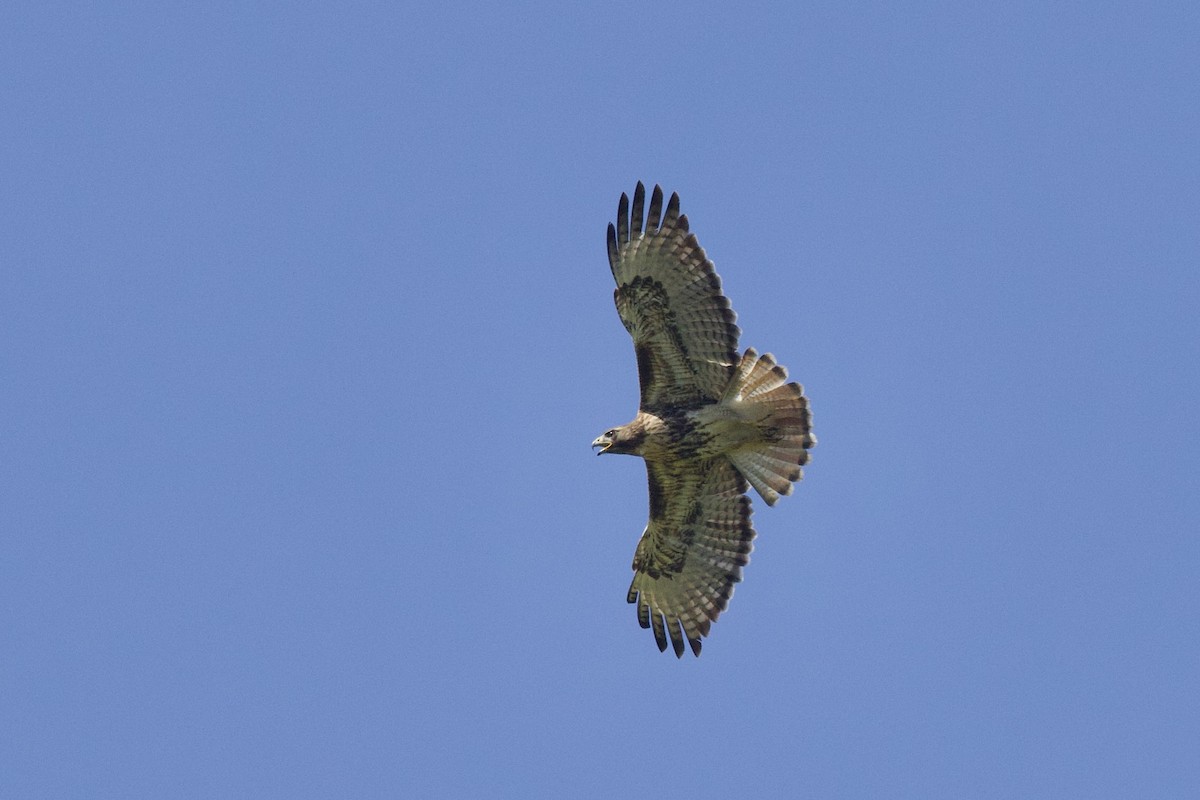 Red-tailed Hawk - ML645492610