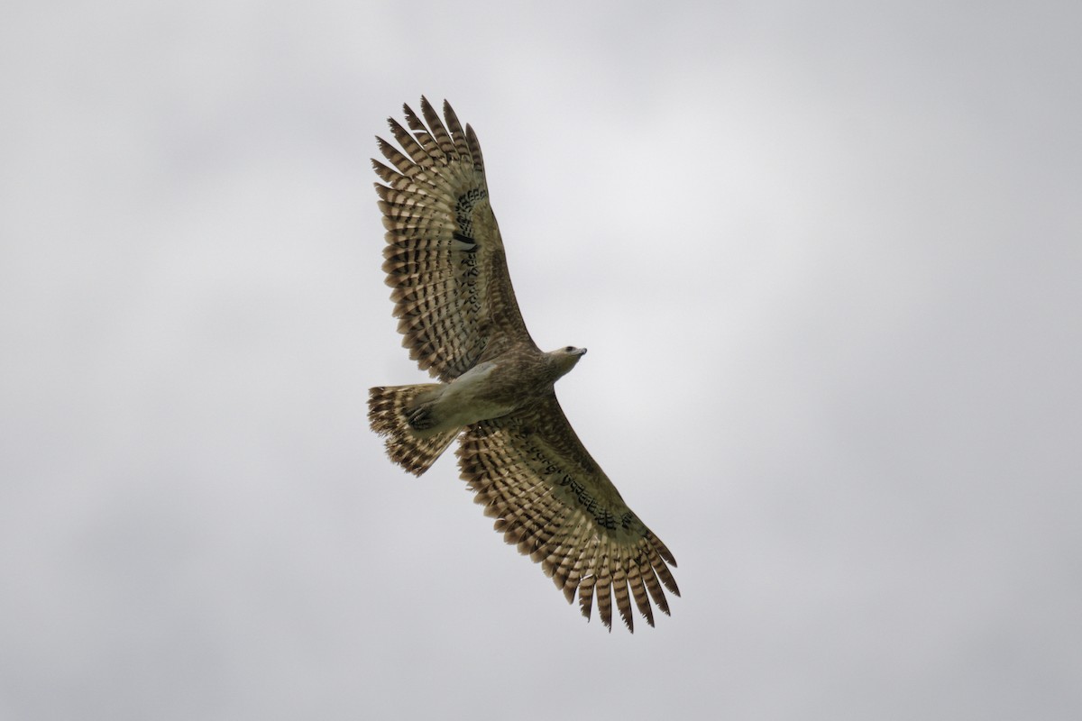 Gray-headed Fish-Eagle - ML645492611