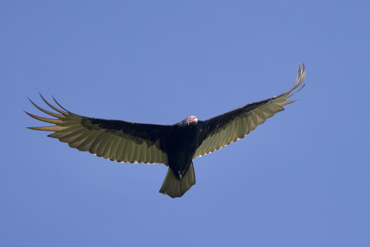 Turkey Vulture - ML645492612