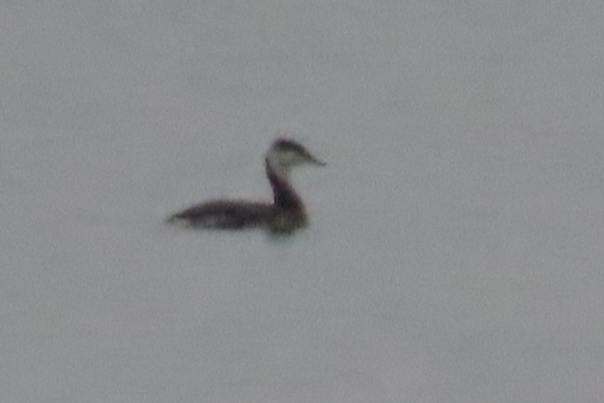 Red-necked Grebe - ML645492613