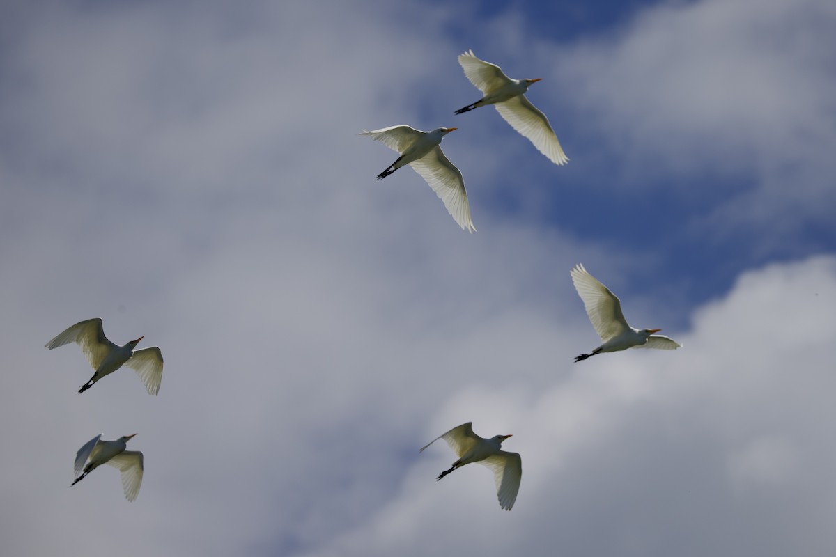 Western Cattle-Egret - ML645492614