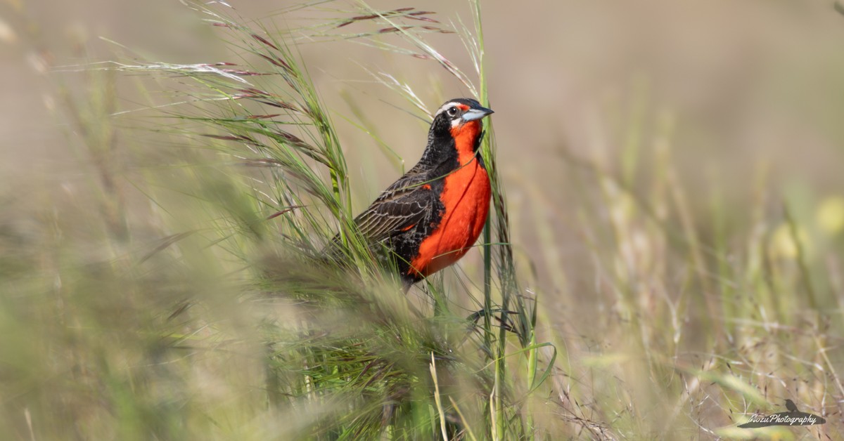 Pampas Meadowlark - ML645492615