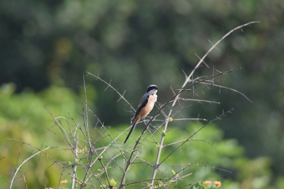 Long-tailed Shrike - ML645492616