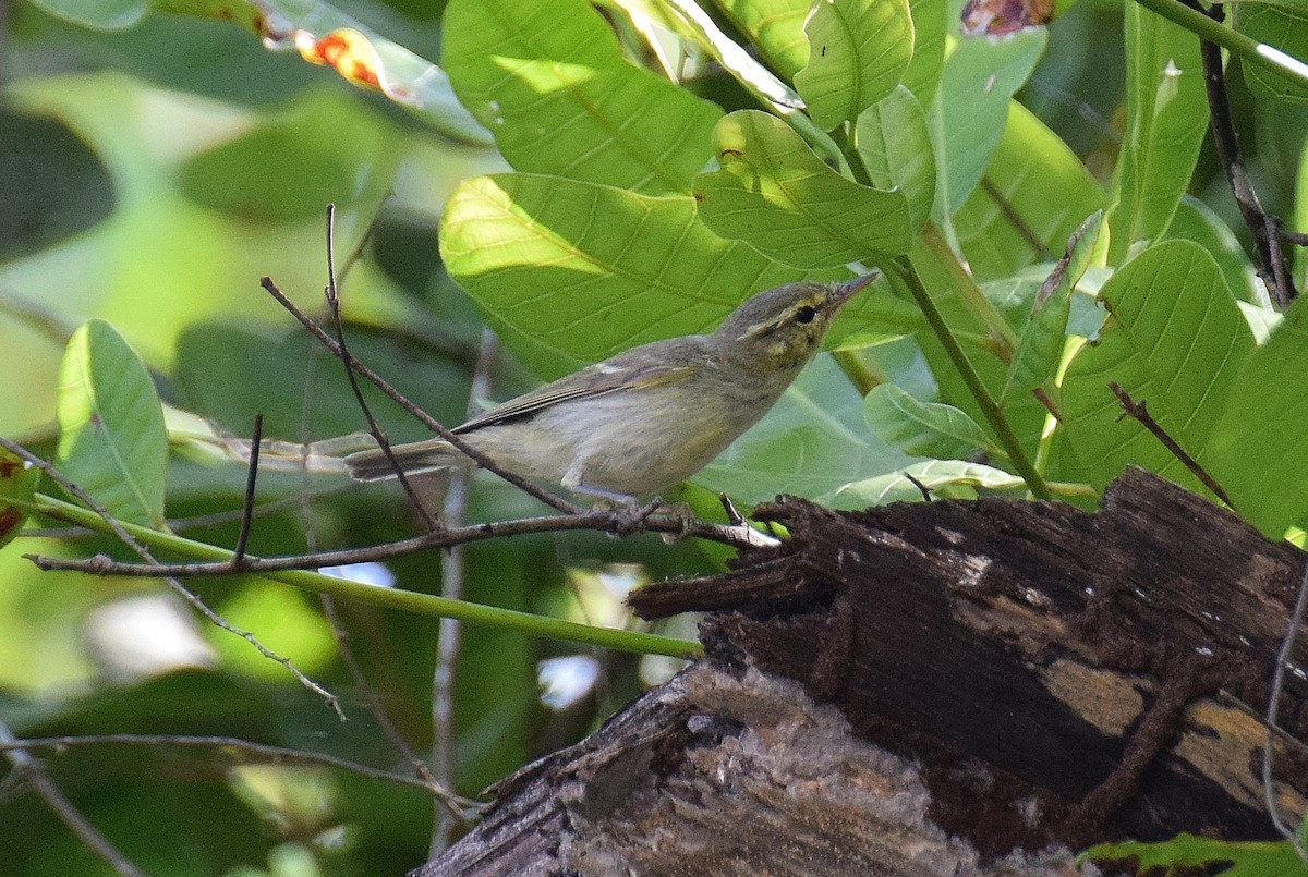 Green Warbler - ML645492617