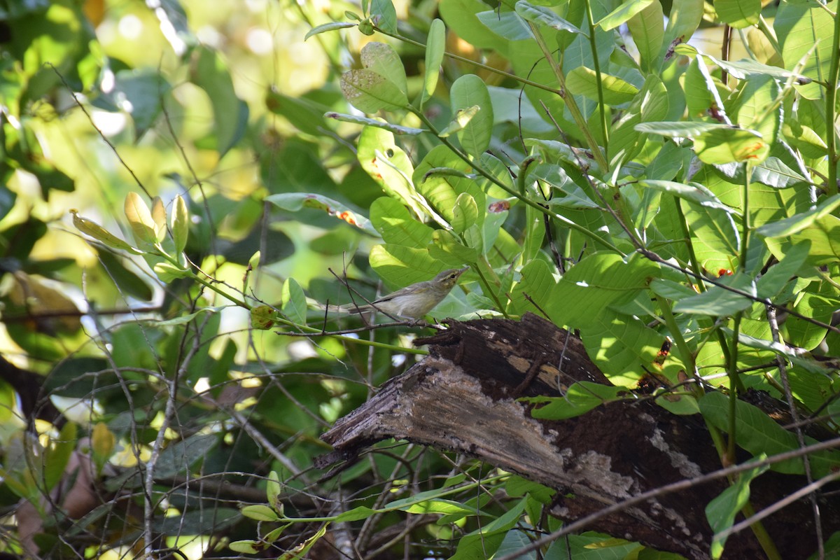 Green Warbler - ML645492618