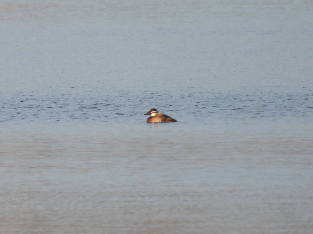 White-headed Duck - ML645492619