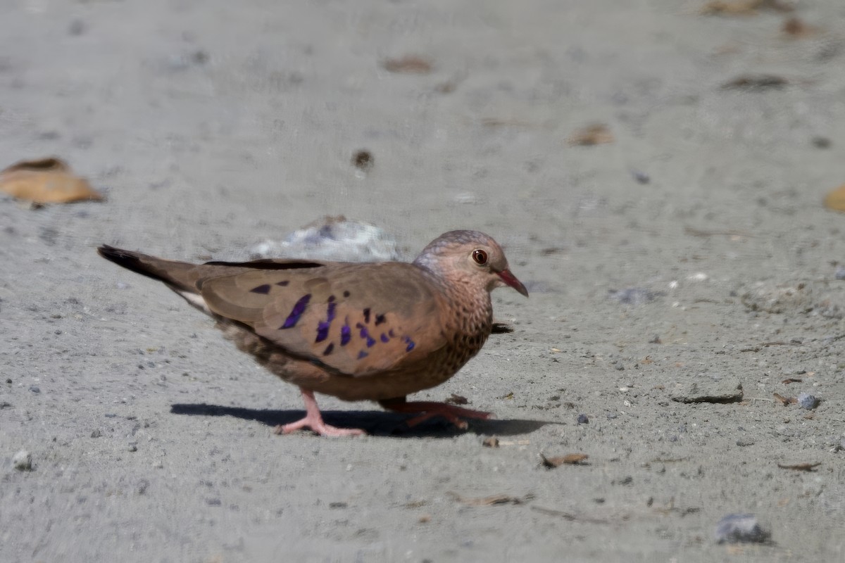 Common Ground Dove - ML645492620