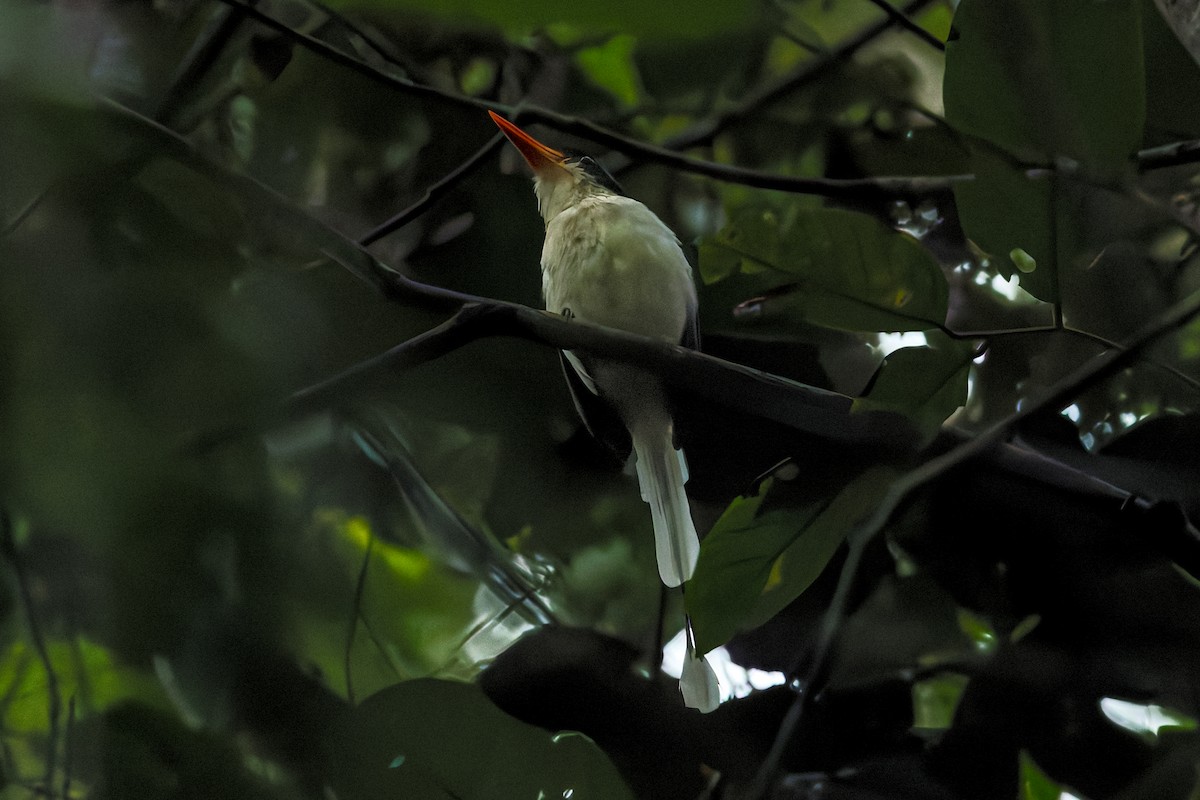 Common Paradise-Kingfisher - ML645492626