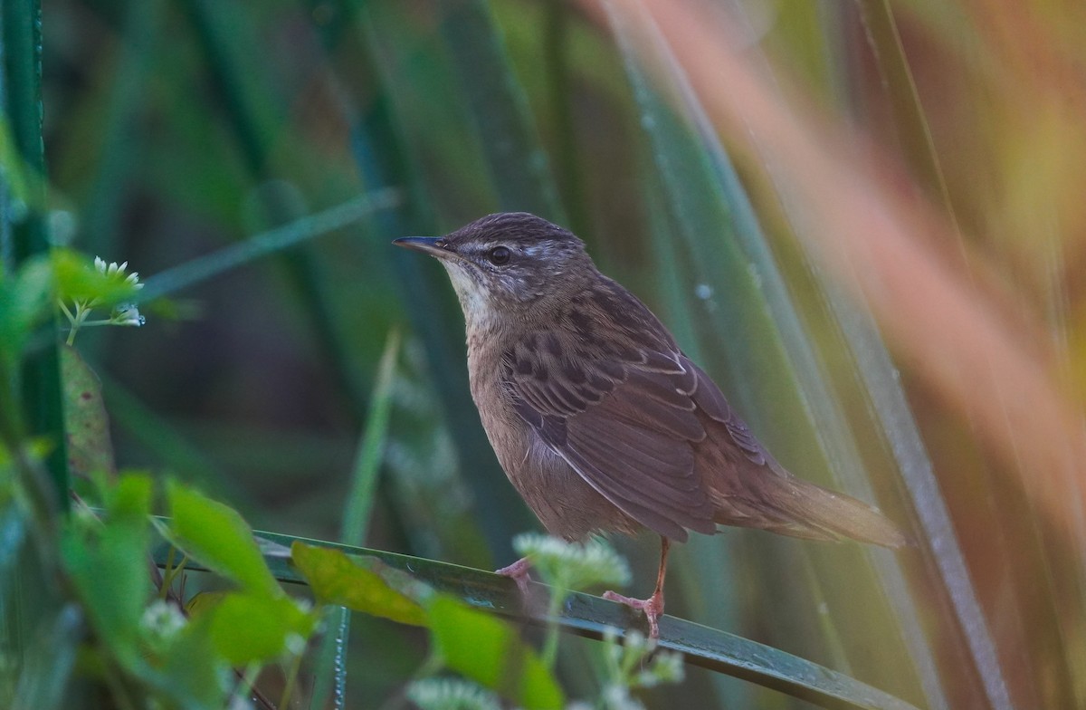 Pallas's Grasshopper Warbler - ML645492627