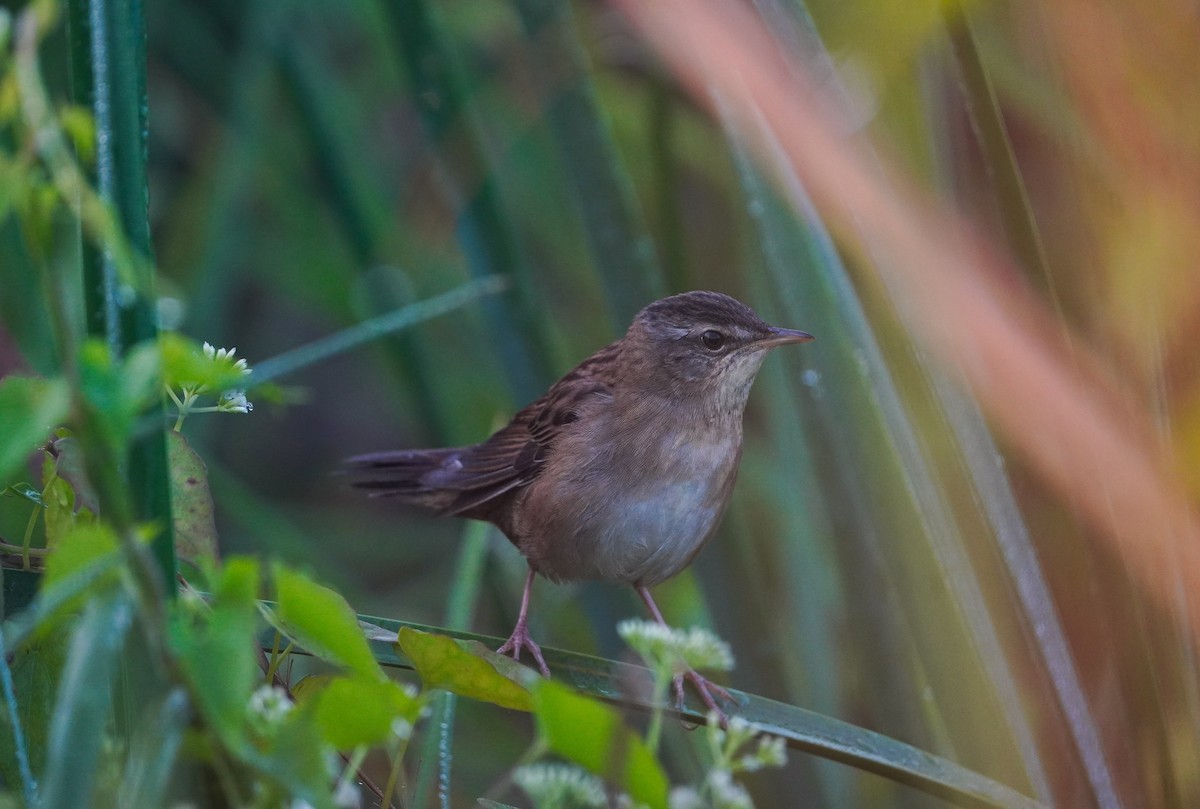 Pallas's Grasshopper Warbler - ML645492628