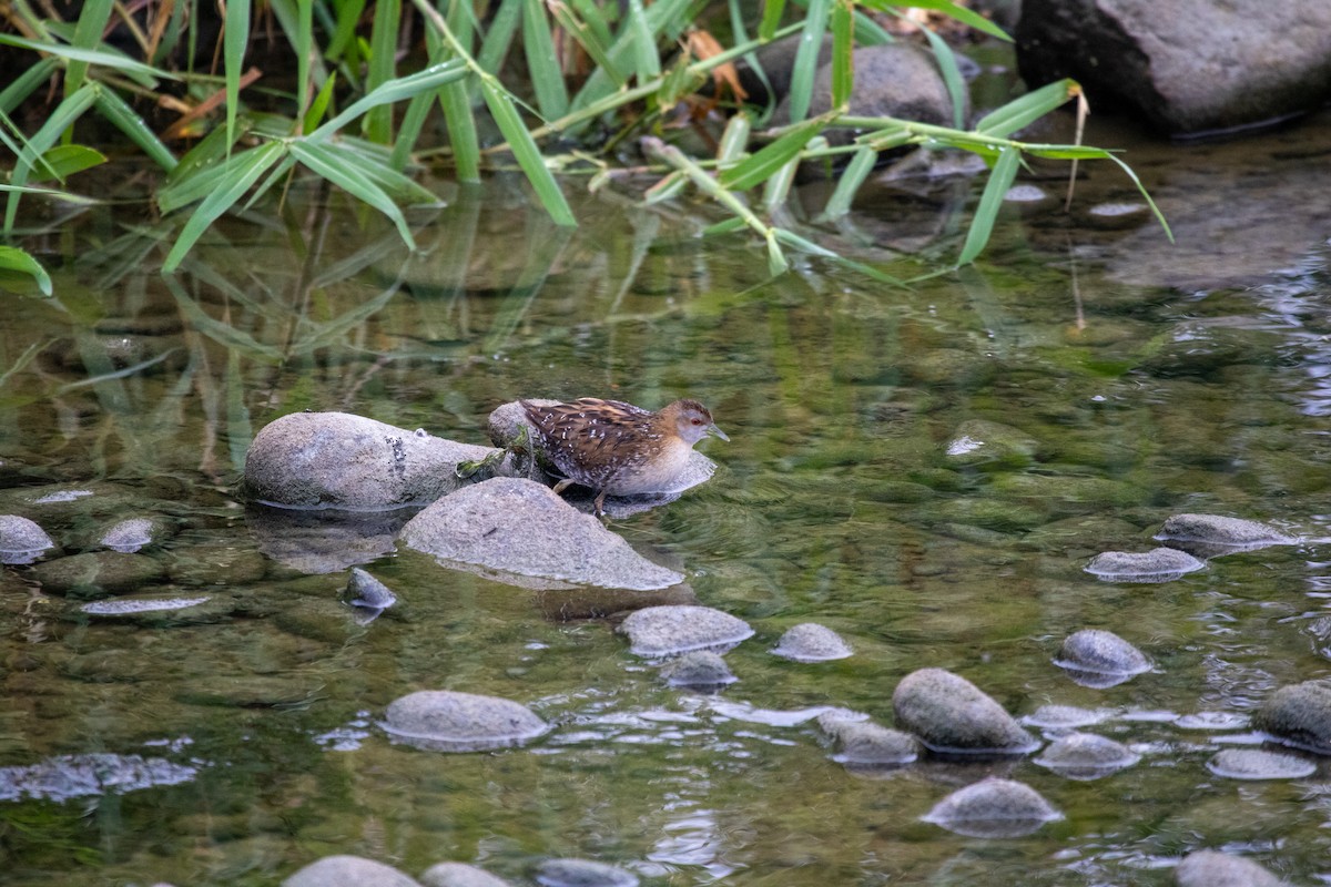 Baillon's Crake - ML645492629