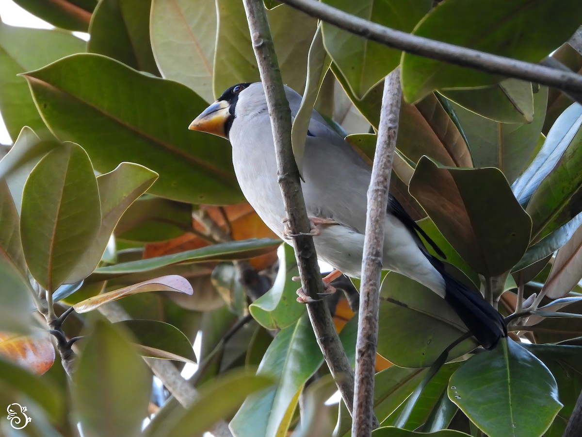 Japanese Grosbeak - ML645492630