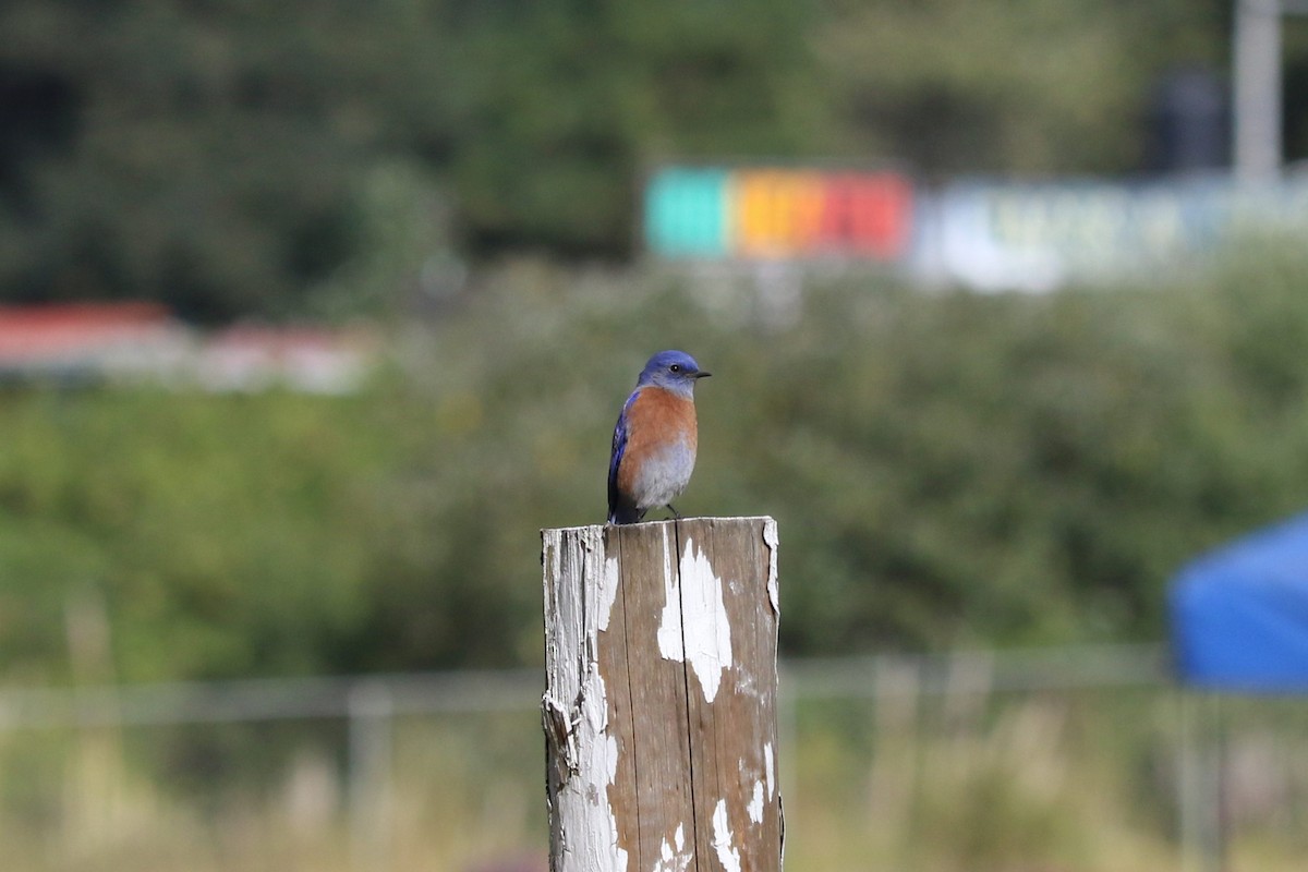 Western Bluebird - ML645492632