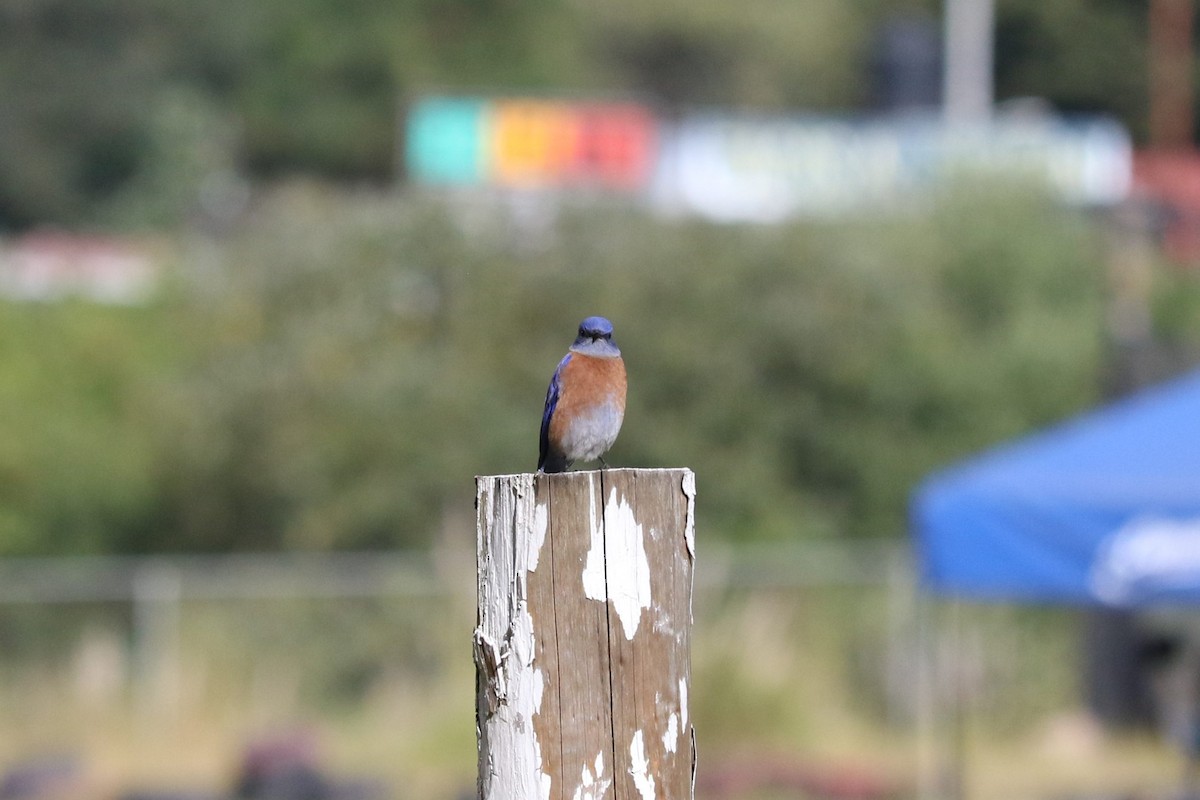 Western Bluebird - ML645492633
